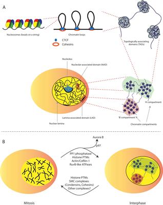 Chromatin Landscaping At Mitotic Exit Orchestrates Genome Function